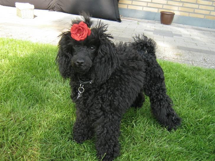 Toypuddel Ronaldo  billede 5