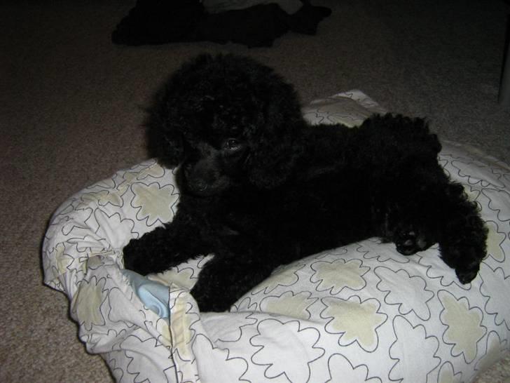 Toypuddel Ronaldo  - 9 uger gammel billede 6