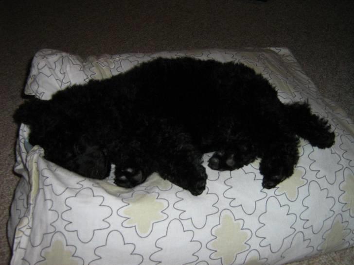 Toypuddel Ronaldo  billede 7