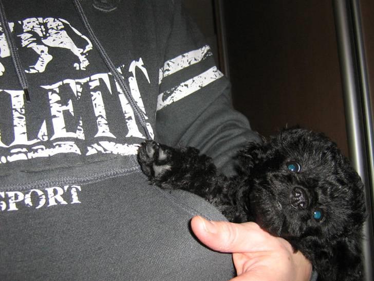 Toypuddel Ronaldo  - SÅ lille har han været ;-) billede 8