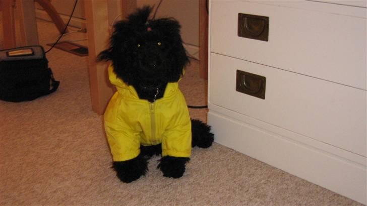 Toypuddel Ronaldo  - Noller i hans smarte regntøj !! billede 9