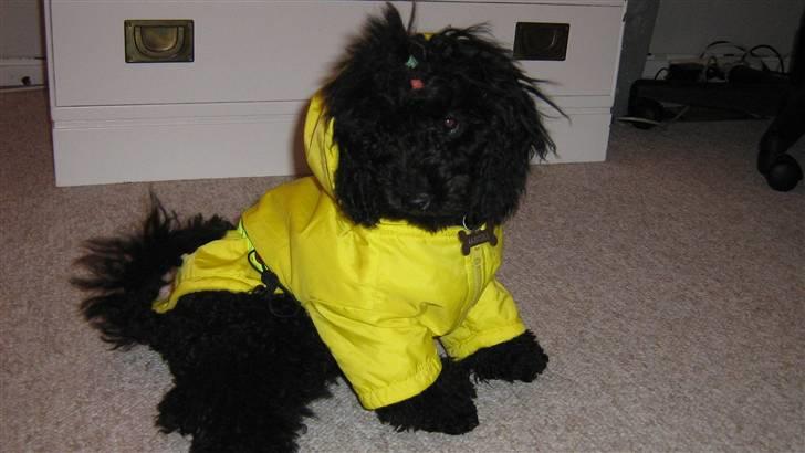 Toypuddel Ronaldo  billede 10