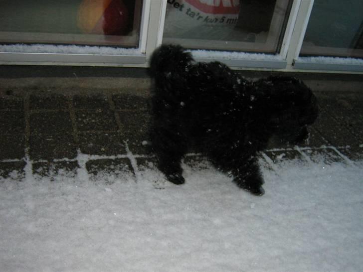 Toypuddel Ronaldo  billede 12