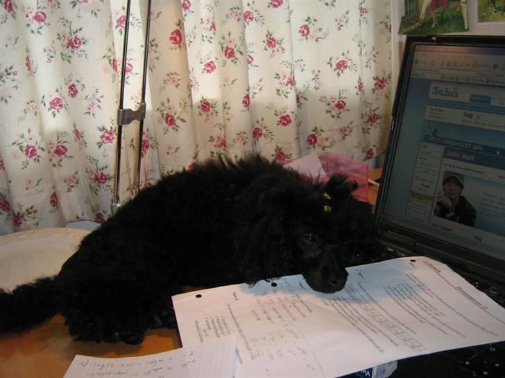 Toypuddel Ronaldo  - Han er god til at hjælpe mig med mine lektier.. billede 13