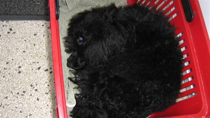 Toypuddel Ronaldo  billede 14