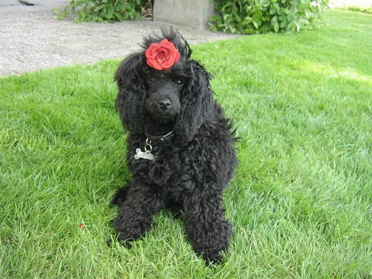 Toypuddel Ronaldo  billede 15