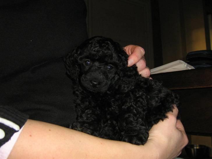 Toypuddel Ronaldo  billede 16