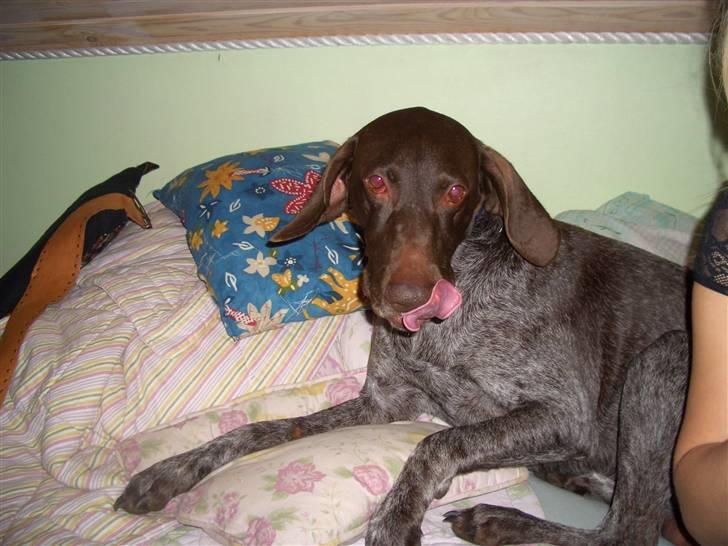 Korthåret hønsehund Sakko billede 11