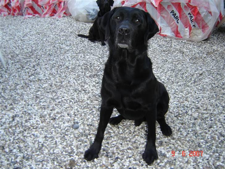 Labrador retriever Dux billede 6