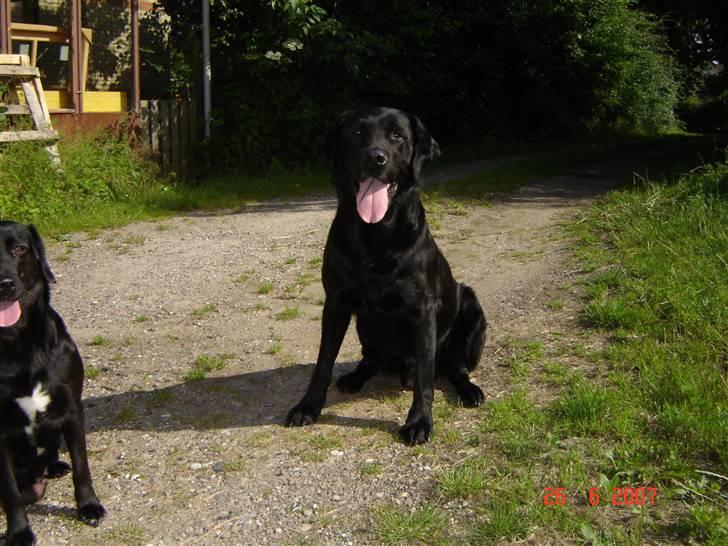 Labrador retriever Dux billede 7