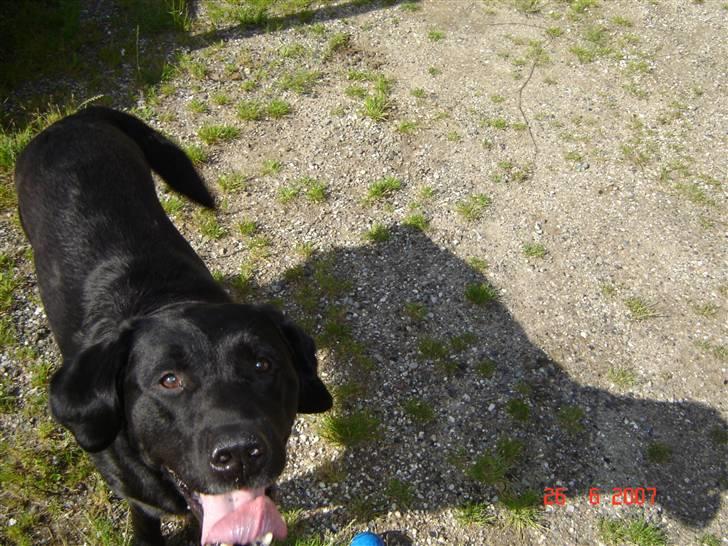 Labrador retriever Dux billede 8