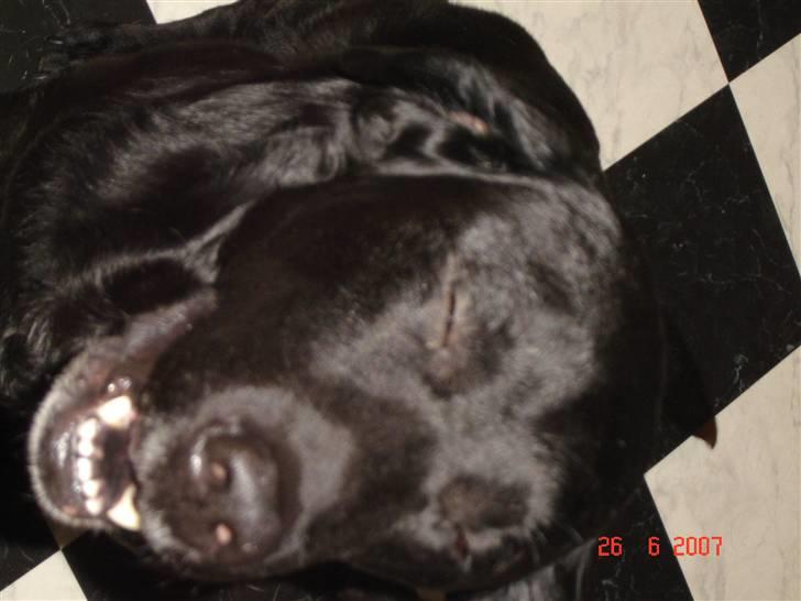 Labrador retriever Dux billede 9