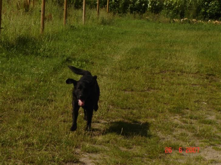 Labrador retriever Dux billede 10