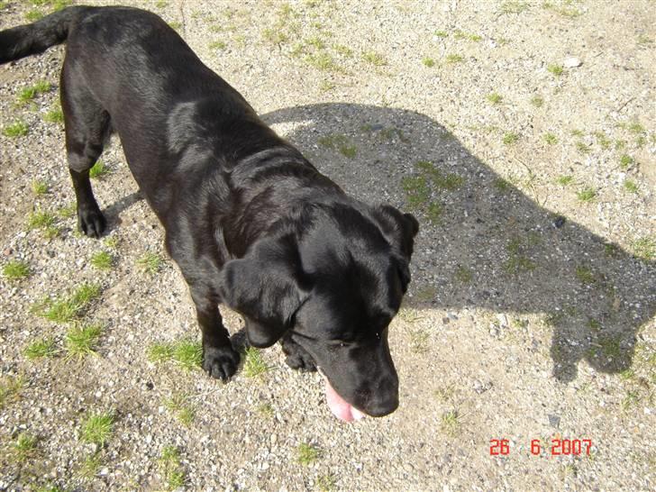 Labrador retriever Dux billede 11