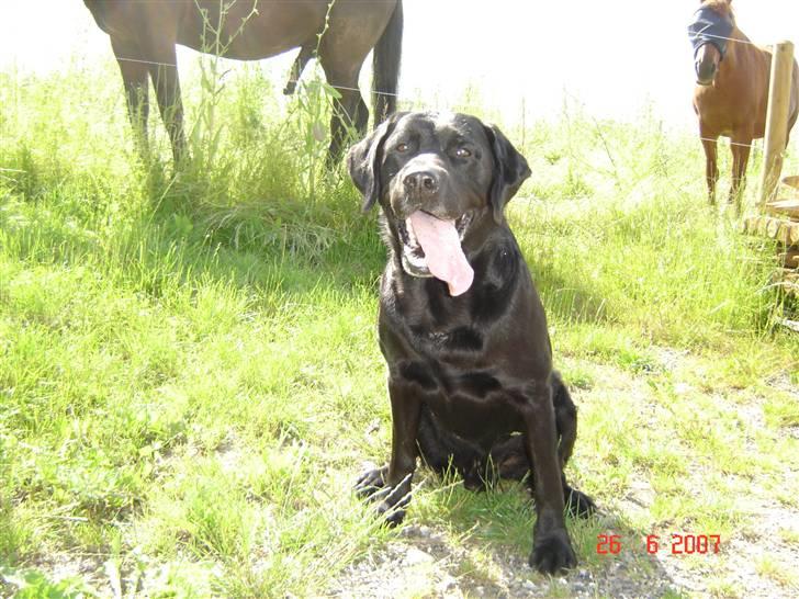 Labrador retriever Dux billede 12