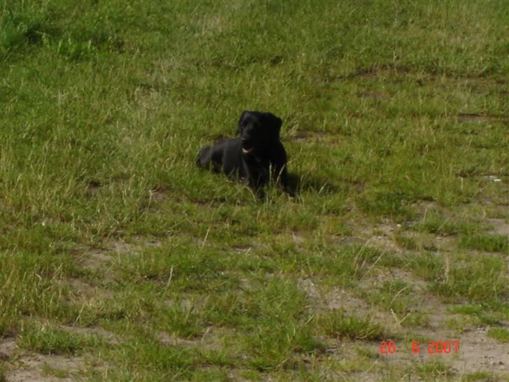 Blanding af racer Zenta billede 15