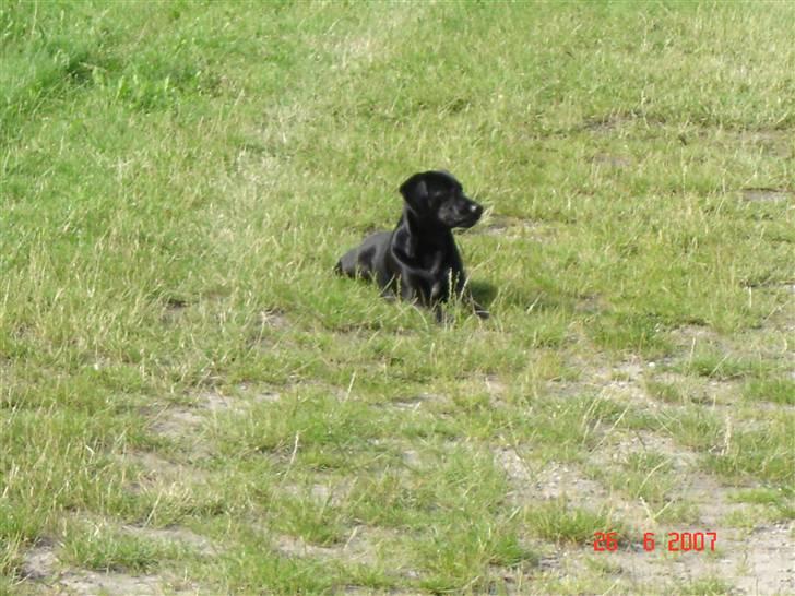 Blanding af racer Zenta billede 16