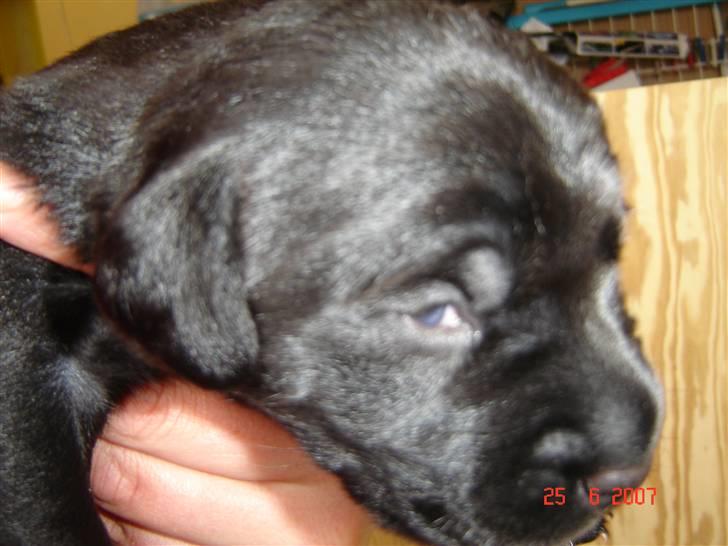 Blanding af racer Zenta billede 17