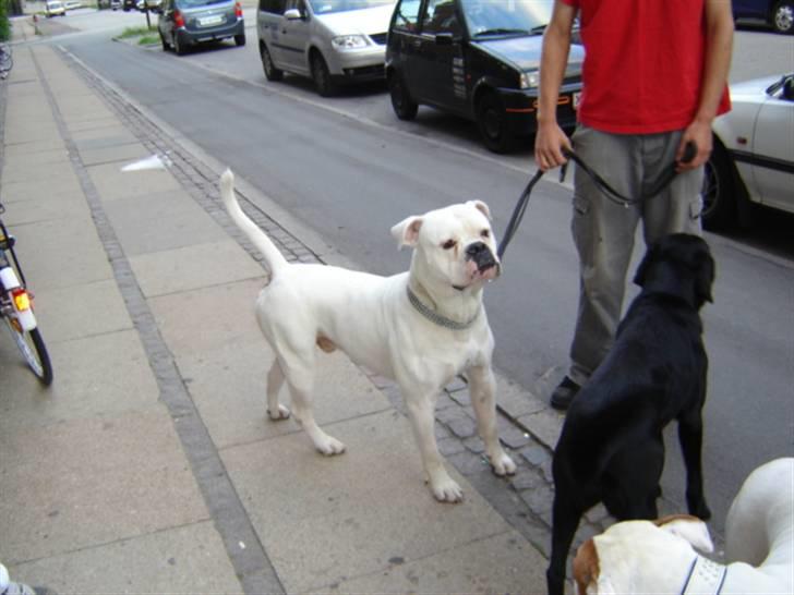 Amerikansk bulldog Basse - Dette er min biologiske far.. Er han ikke flot!? :) billede 11