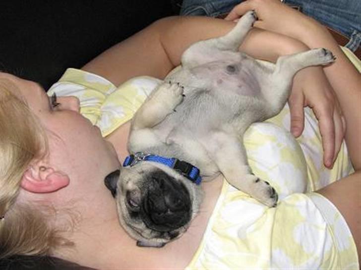 Mops Baloo - flader lige lidt ud! billede 4