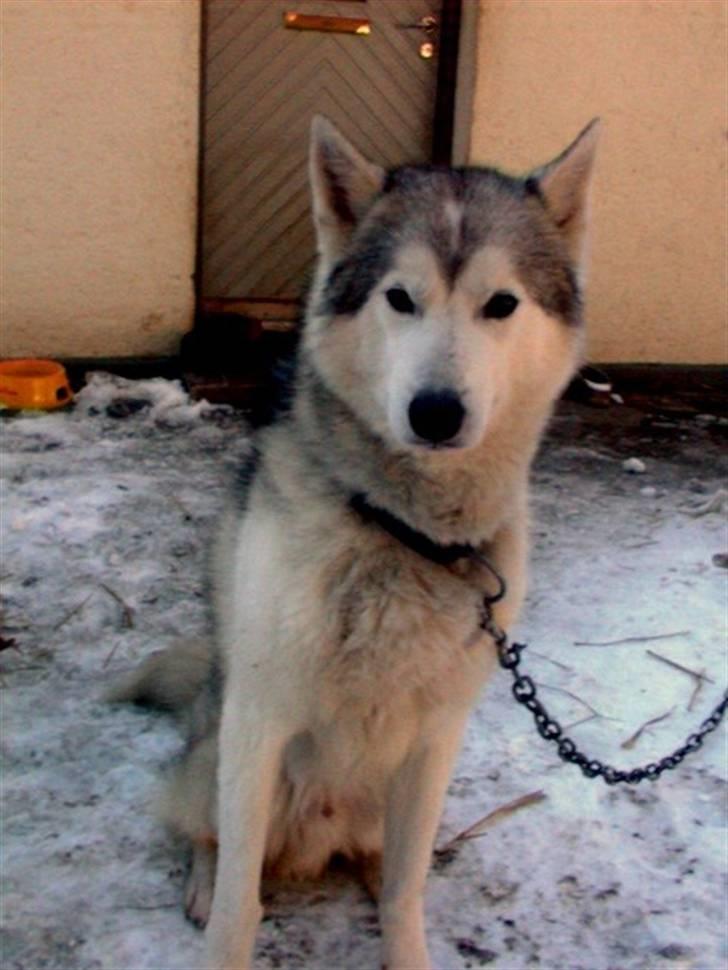 Siberian husky dejlige klein *R.I.P*  billede 2