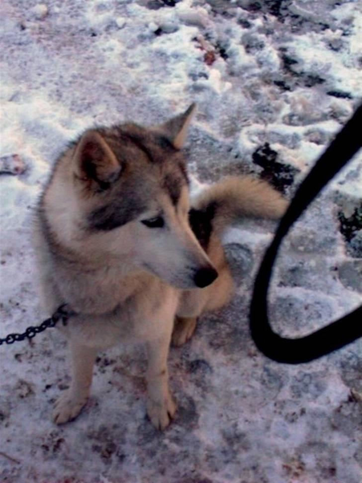 Siberian husky dejlige klein *R.I.P*  billede 3