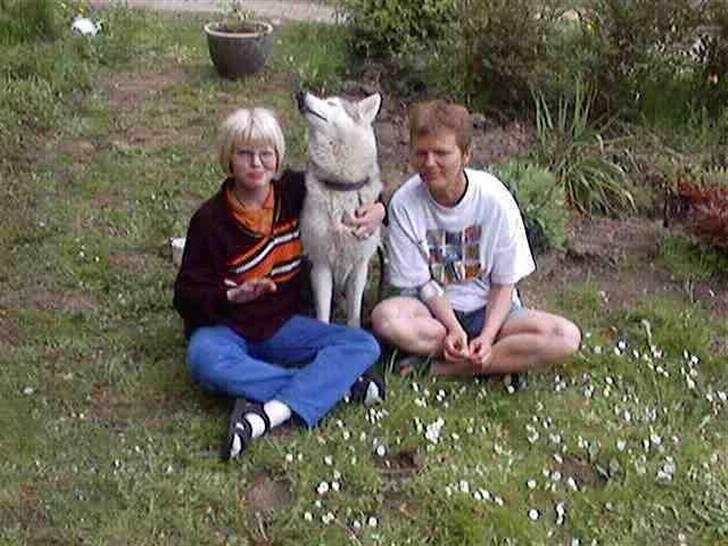 Siberian husky dejlige klein *R.I.P*  billede 4