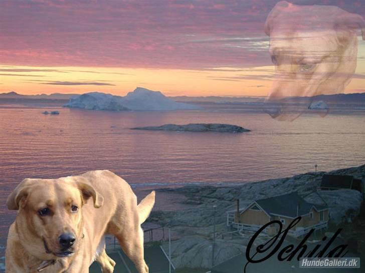 Blanding af racer Schila R.I.P 2010 billede 1