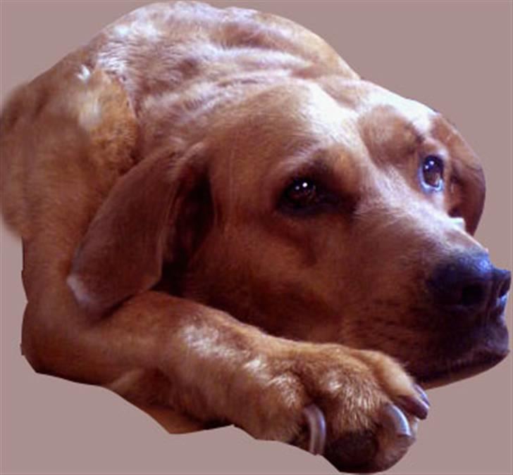 Blanding af racer Schila R.I.P 2010 - Ha ha far kan ikke fange mig og min pind.  billede 2