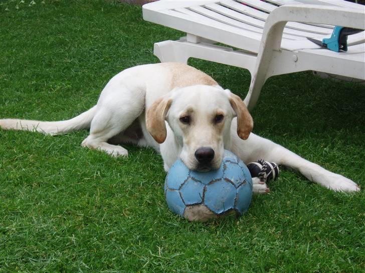 Blanding af racer Siku - Det der ligger på græsset er MIT.. billede 16