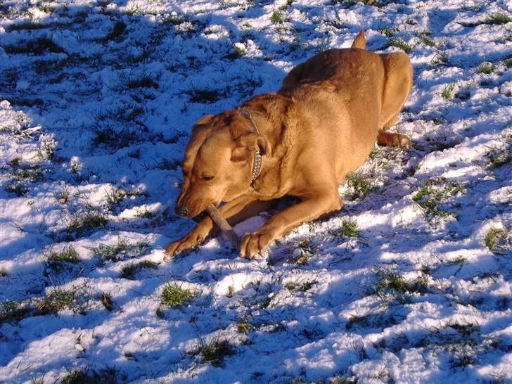 Blanding af racer Schila R.I.P 2010 billede 3