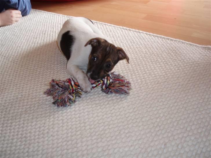 Dansk svensk gaardhund Mille - Mille har lige fået noget nyt legetøj<3 billede 1