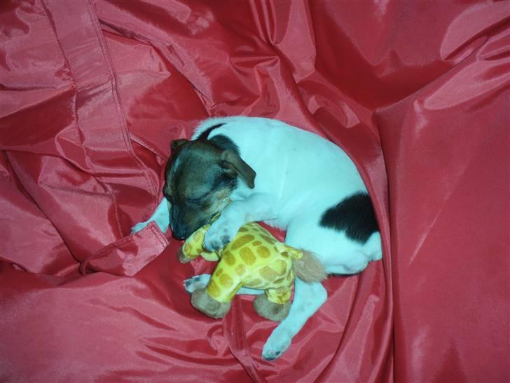 Dansk svensk gaardhund Mille - Meget træt efter en hård dag,  billede 2