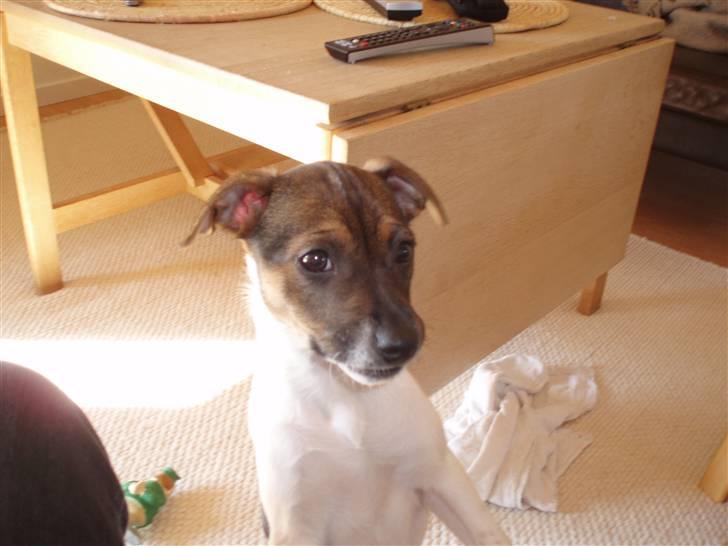 Dansk svensk gaardhund Mille - se mig, jeg vil gerne lege billede 3