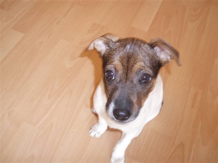 Dansk svensk gaardhund Mille billede 4