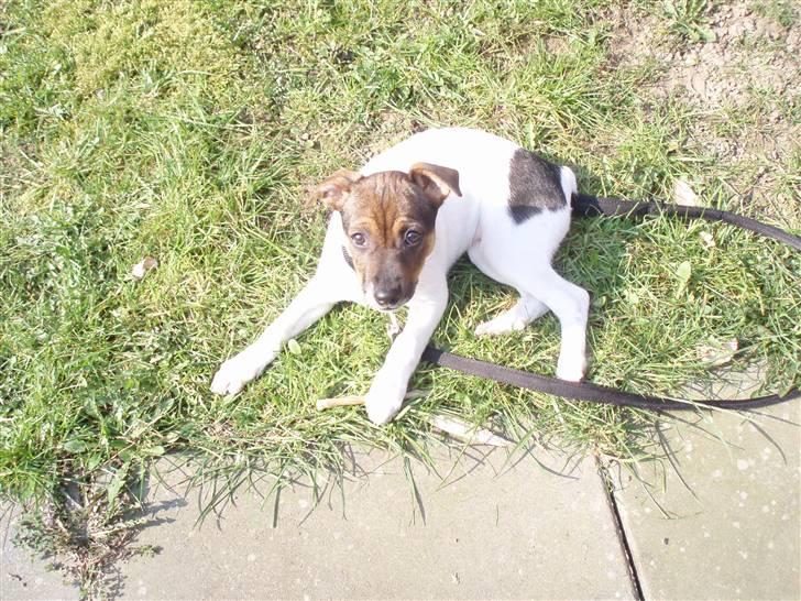 Dansk svensk gaardhund Mille - afslapning på græsset billede 5