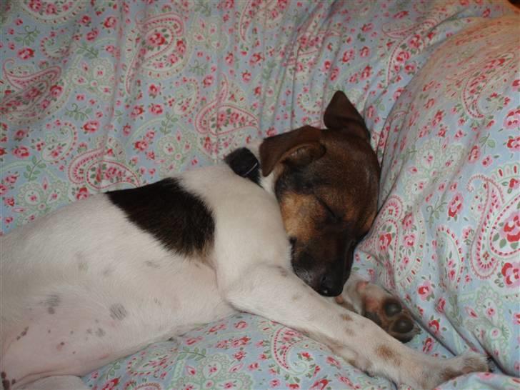 Dansk svensk gaardhund Mille - en meget træt hund billede 6