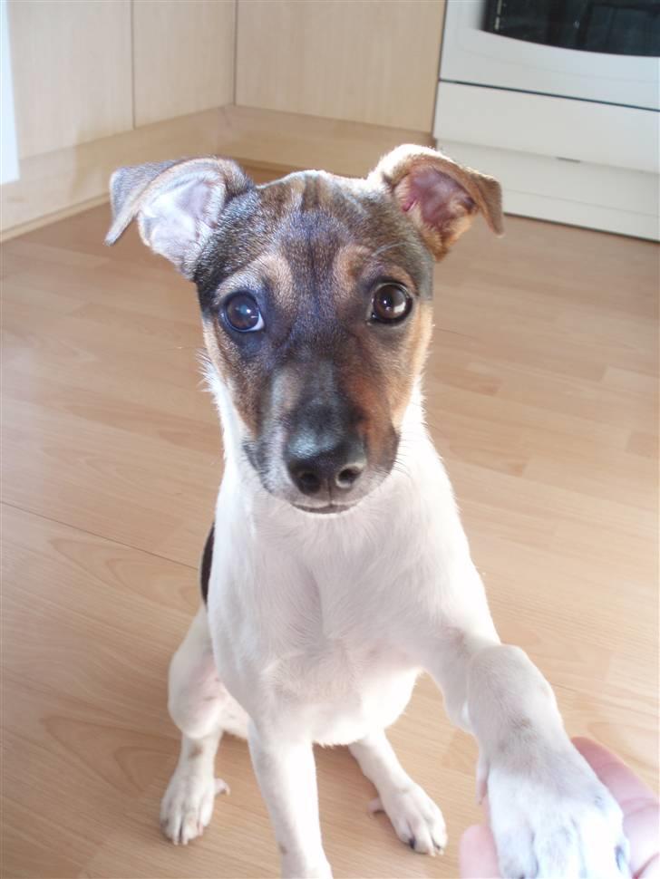 Dansk svensk gaardhund Mille billede 7