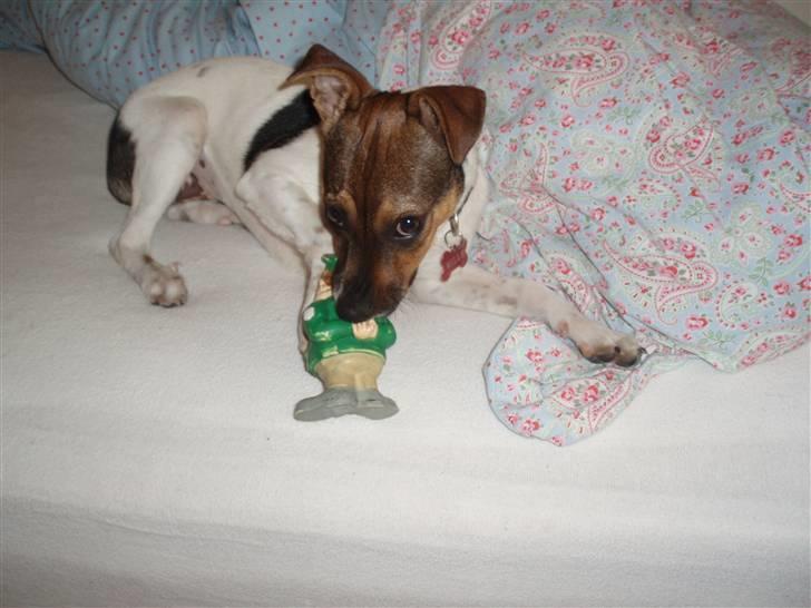 Dansk svensk gaardhund Mille billede 8