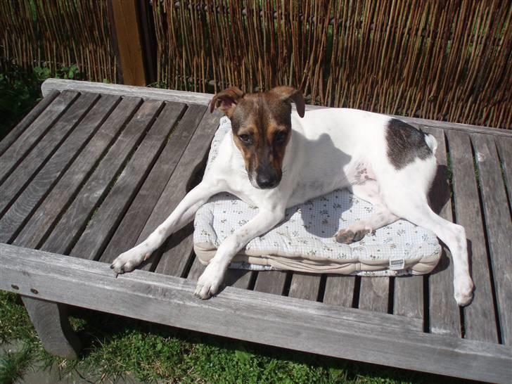 Dansk svensk gaardhund Mille - der er tit kamp om hvem der skal have sol stolen:) billede 9