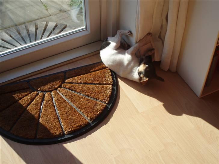 Dansk svensk gaardhund Mille billede 10