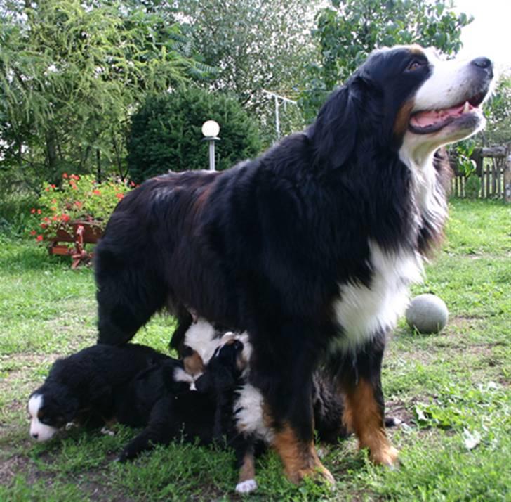 Berner sennenhund Balou - Mig med moar. og søskende.. billede 11