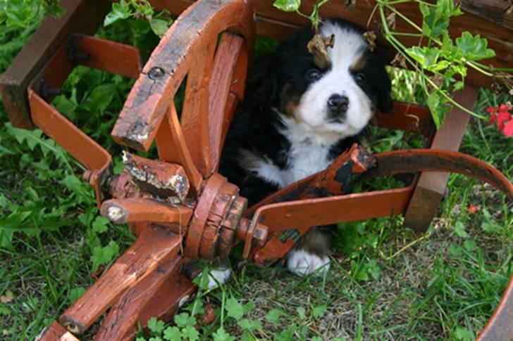 Berner sennenhund Balou - Gemmer mig lige. så kan ingen se miiig billede 12