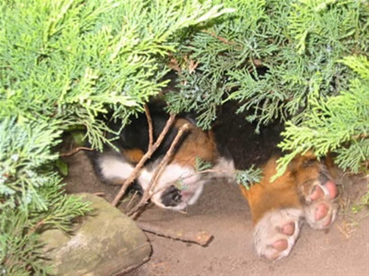 Berner sennenhund Balou - Zzzzzzzzzzzz billede 13