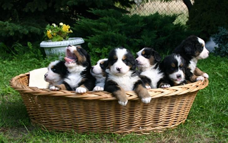 Berner sennenhund Balou - Mig og mine polske søskende billede 14