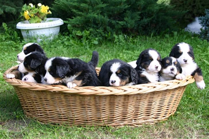 Berner sennenhund Balou - Søskende billede 15