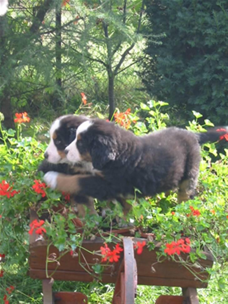 Berner sennenhund Balou - Seee lige der...  billede 16