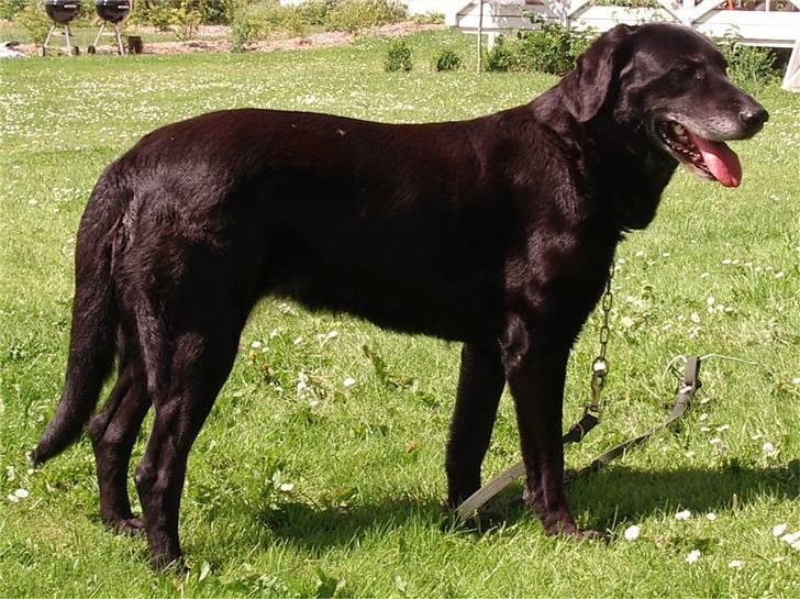 Labrador retriever Lego billede 15