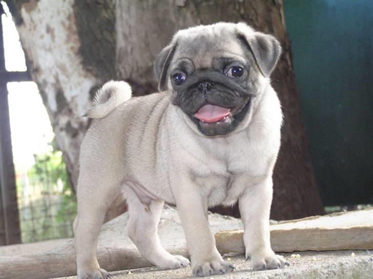 Mops Herkules of Smiling Farm billede 1