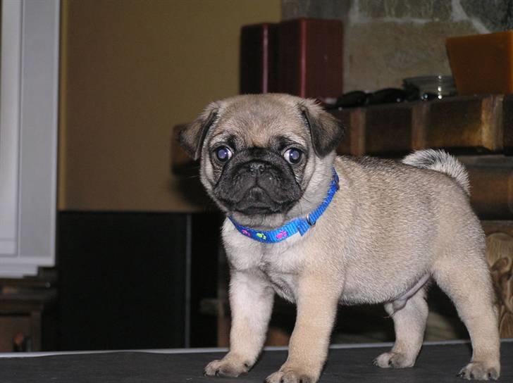 Mops Herkules of Smiling Farm billede 2